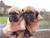 Foto - Triola cane corso